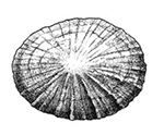 El Zurron
